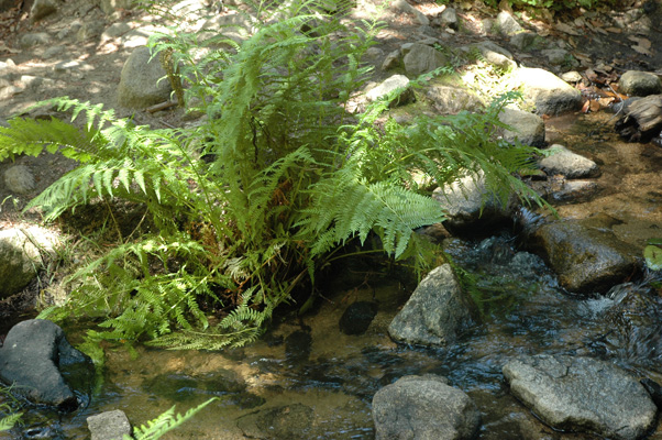 Soberanes Canyon 081.jpg